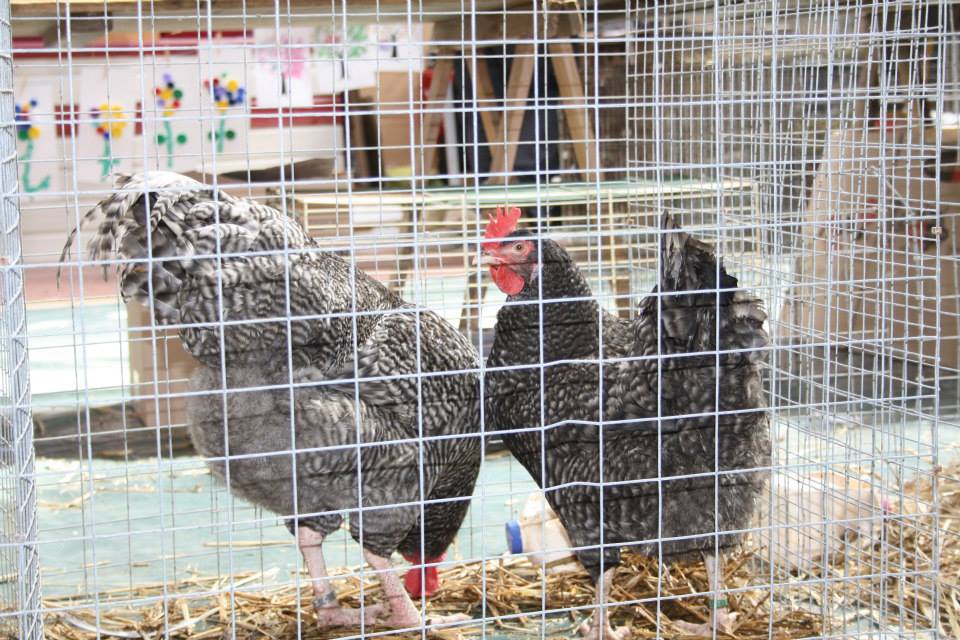Foire/Expo aux Oiseaux et Volailles d'ornement