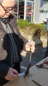 Atelier de greffage