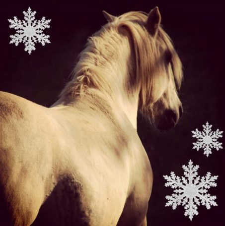 Contes d'hiver et poney