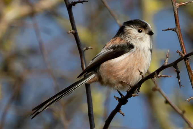 Comptage des oiseaux des jardins