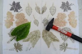 Atelier d’empreintes végétales