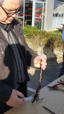 Atelier de greffage (théorie et pratique)
