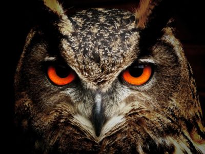 Chouette, une sortie nocturne !