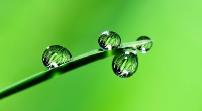 Exposition "Nuances de vert"
