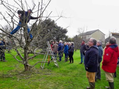 Démonstration de taille et greffage d'arbres fruitiers