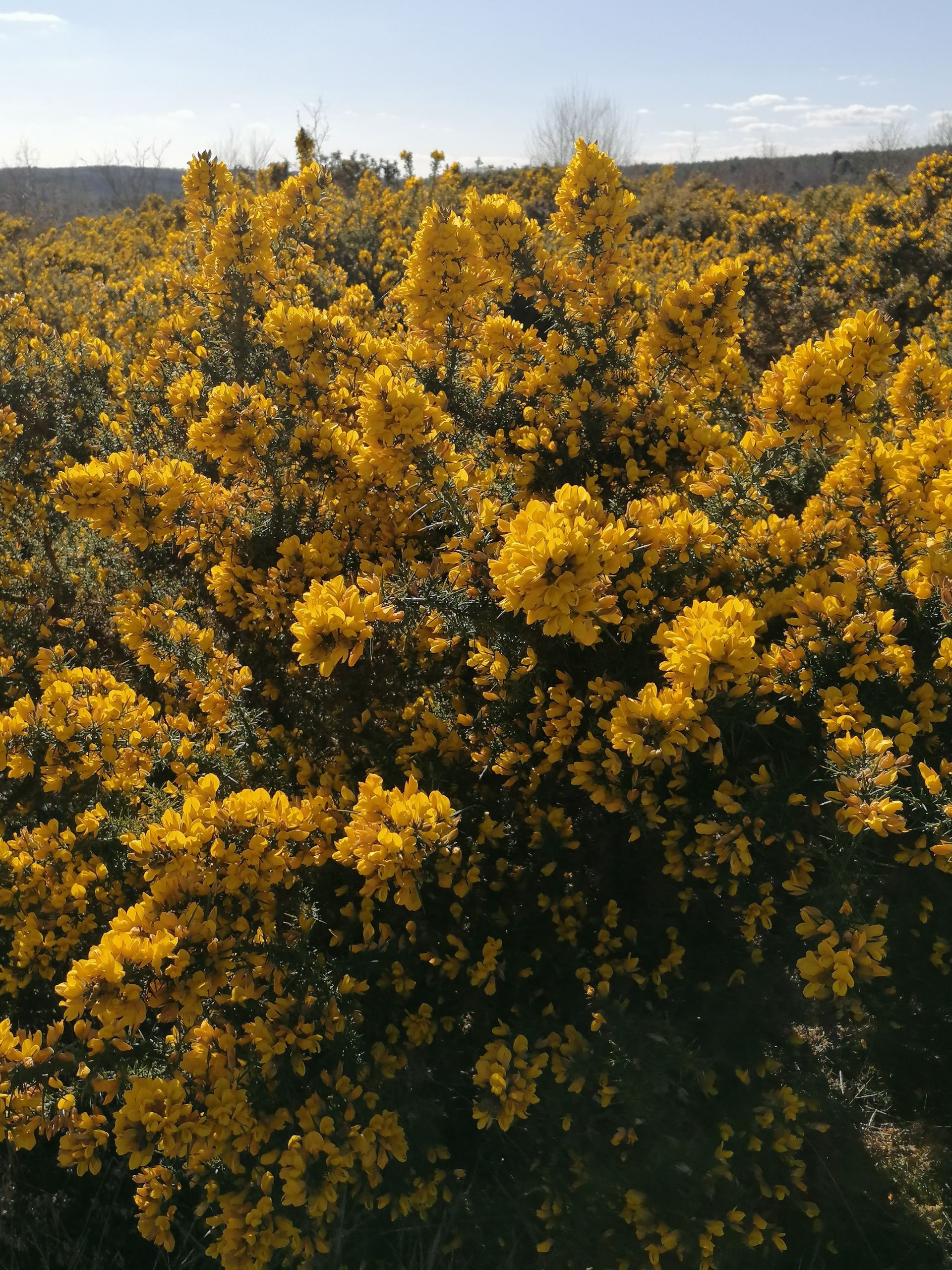 Balade à travers landes et Mégalithes