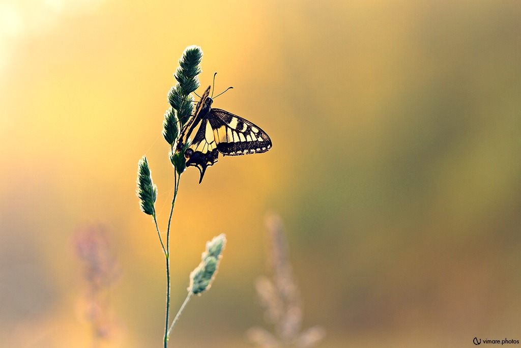 Exposition "Insectes fragiles"