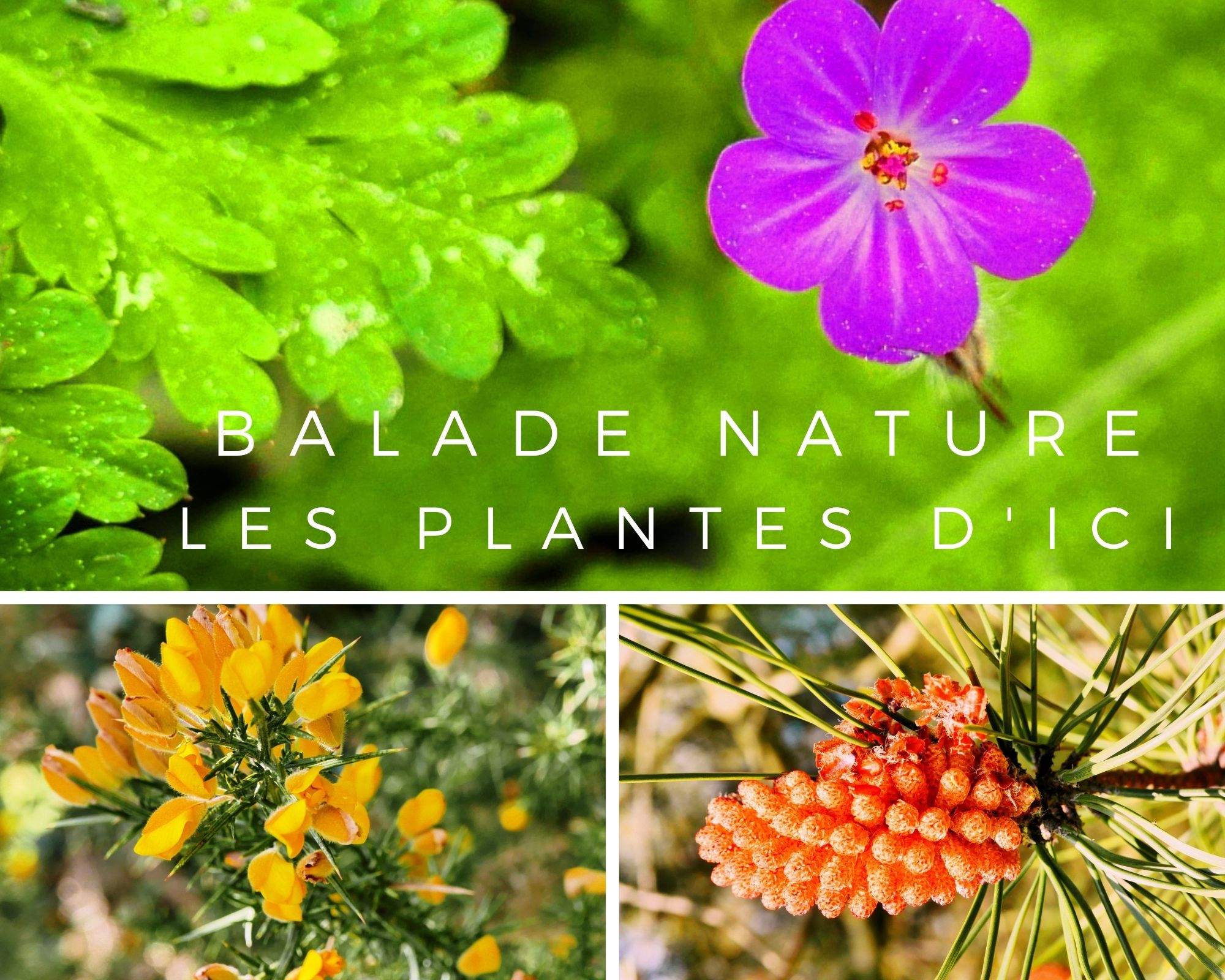 Balade à la découverte de la flore locale