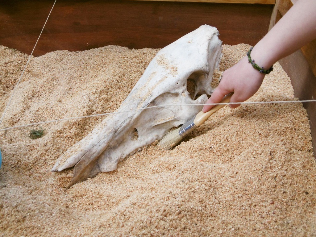 Atelier : apprenti archéologue