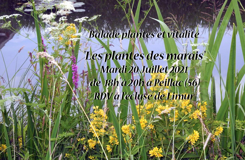 Balade plantes et vitalité