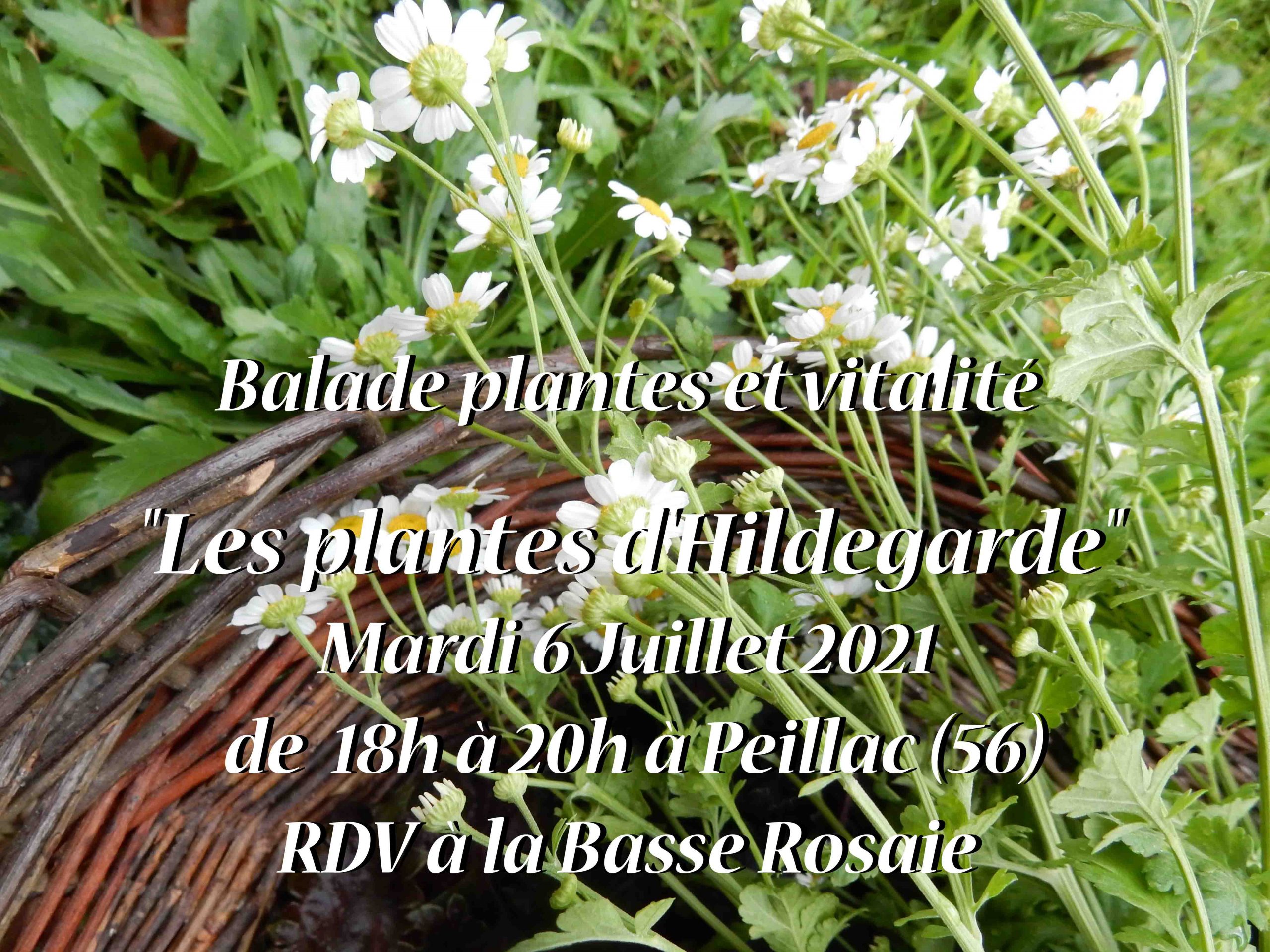 Balade plantes et vitalité
