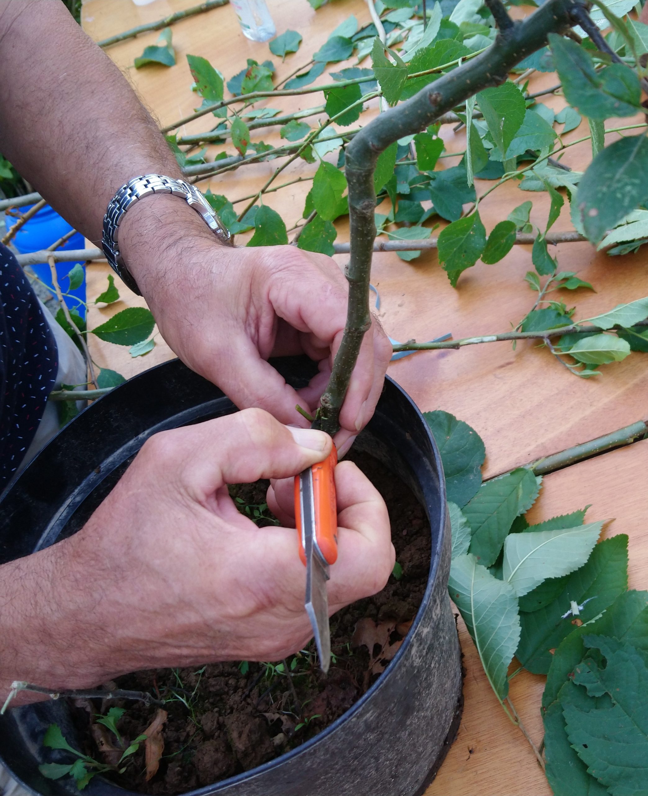 Atelier écussonnage sur fruitiers et rosiers