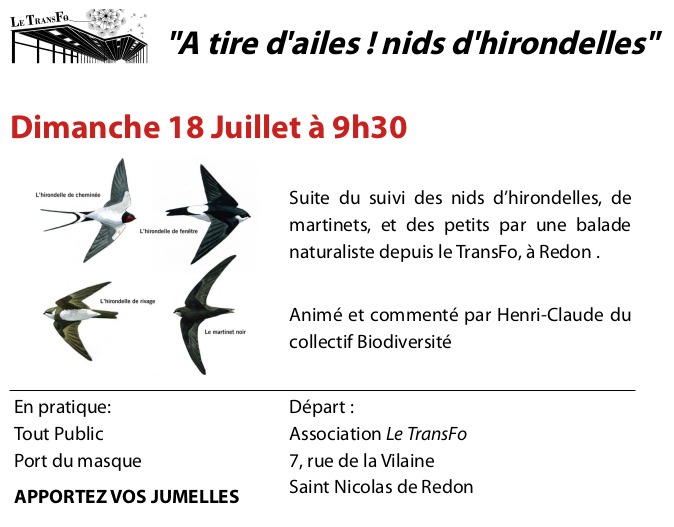 A tire d'Ailes, Nids d'hirondelles!