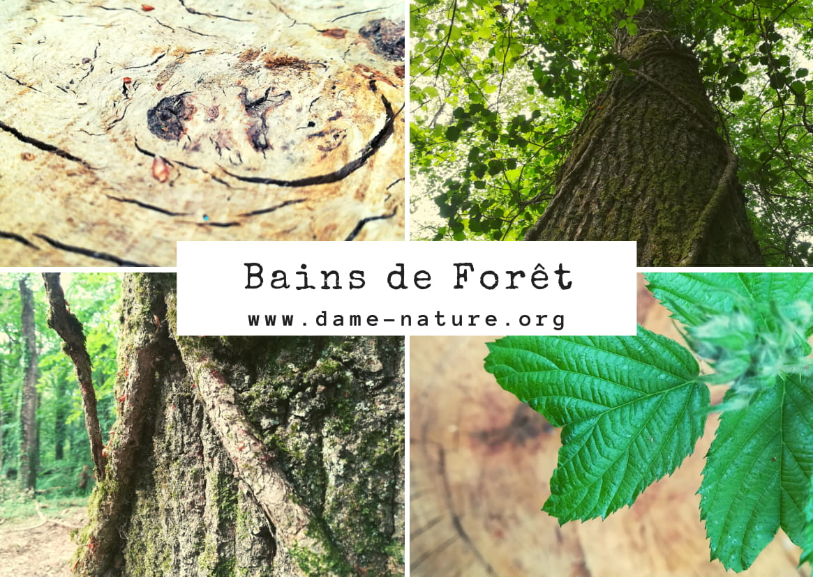 Bain de forêt