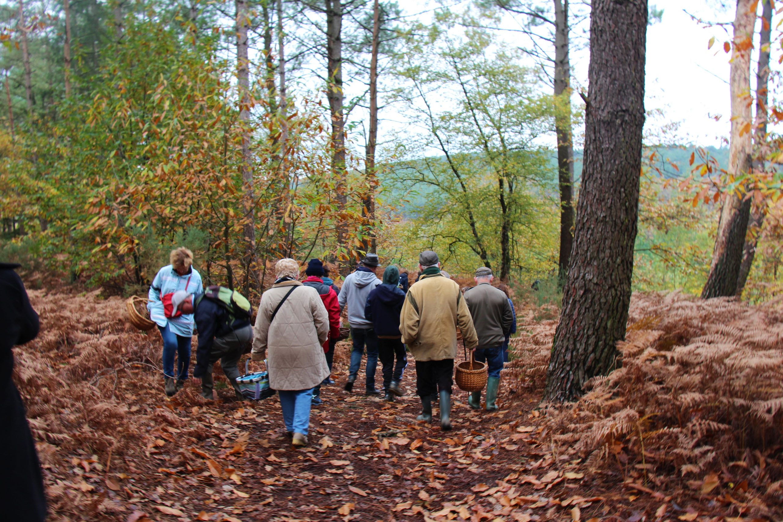 Balade automnale en forêt