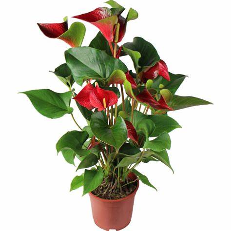 Atelier "Multiplication des plantes vertes d'intérieur "