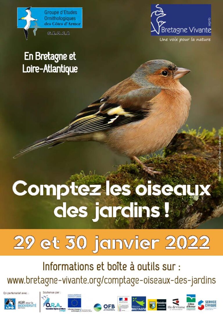 Comptage oiseaux