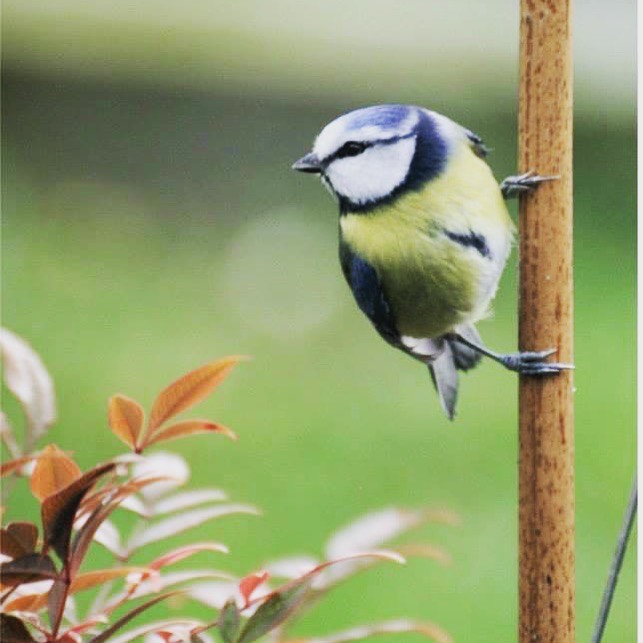 mésange