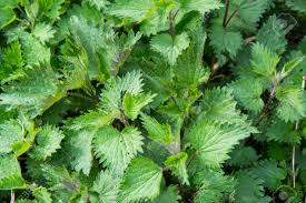 Initiation et formation aux plantes médicinales