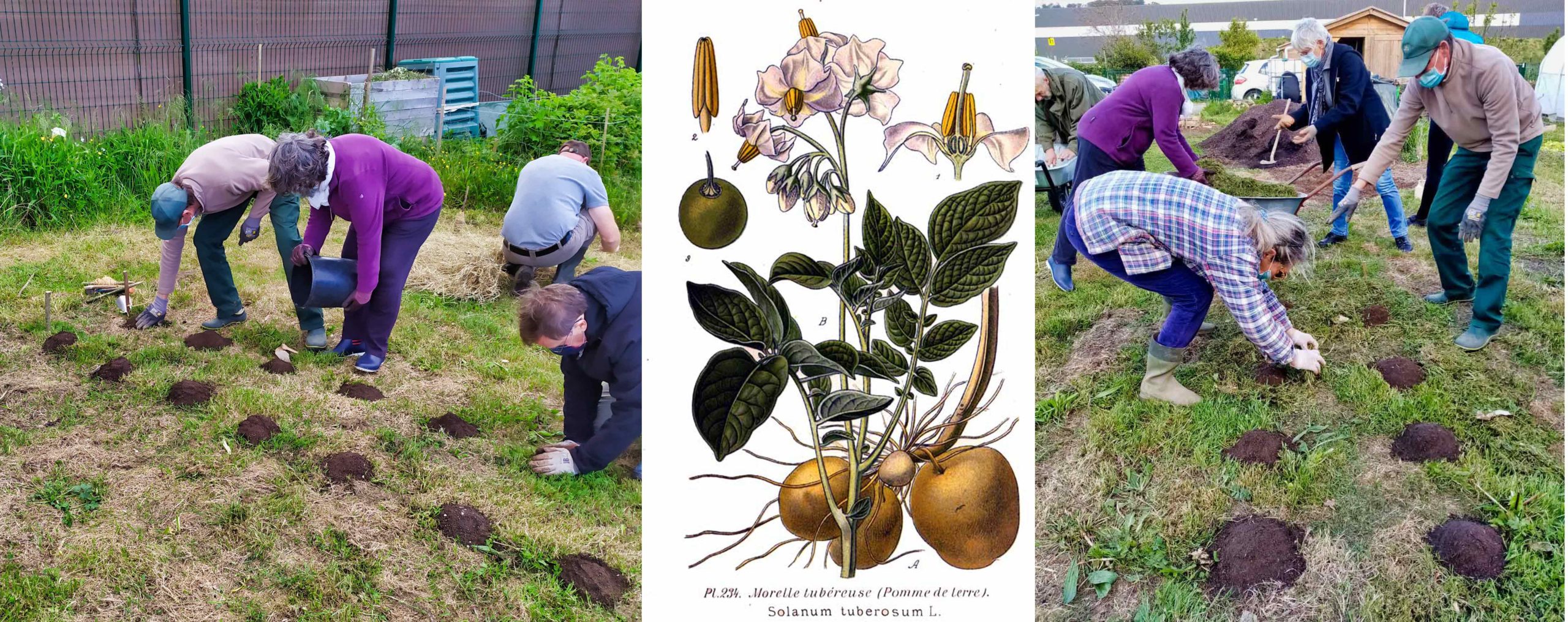 Culture de pommes de terre sur gazon