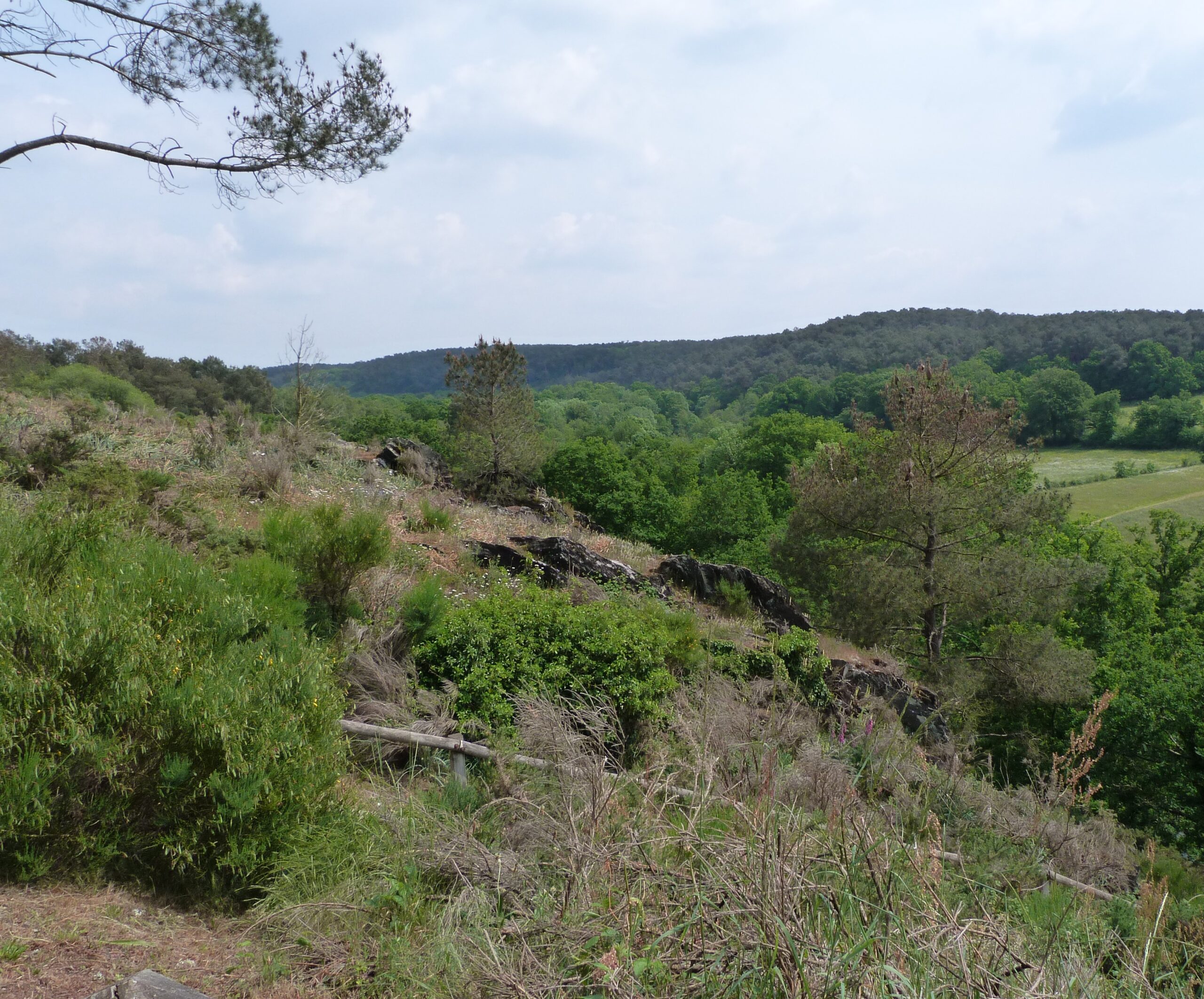 Balade crépusculaire dans les bois de Gascaigne