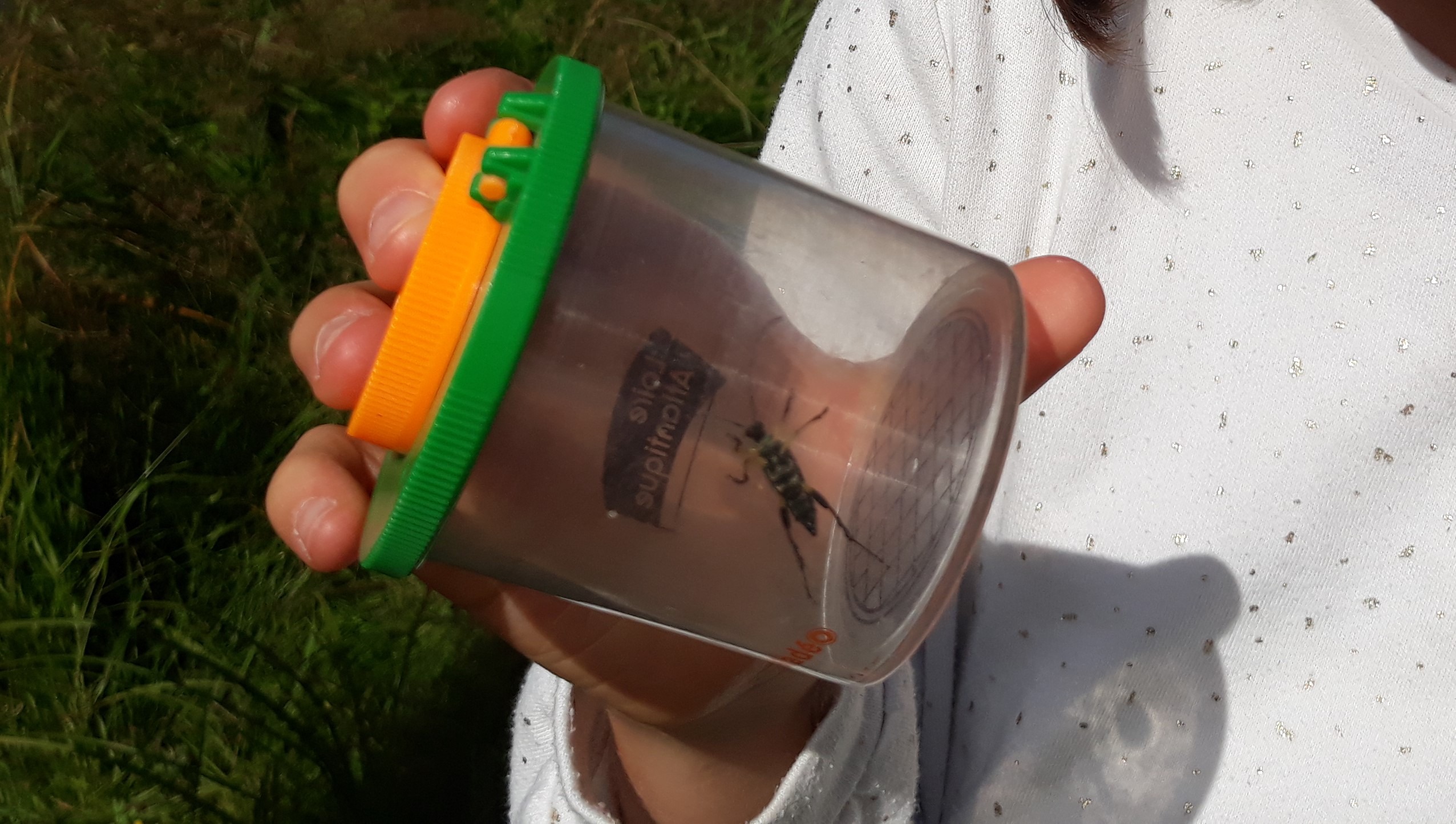 A la découverte des petites bêtes du sol