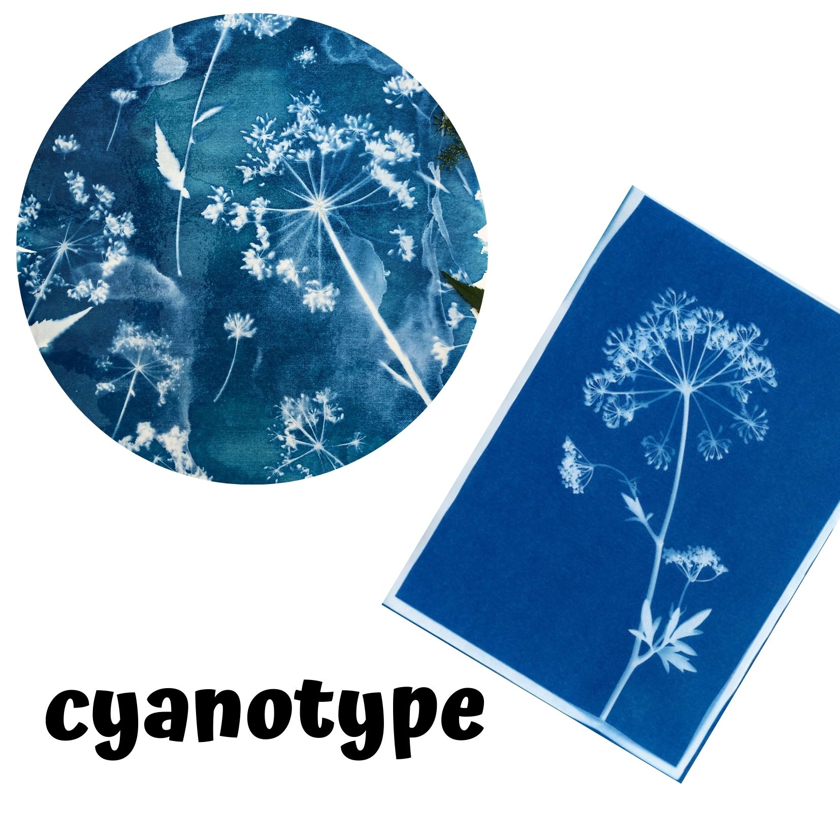 Atelier Cyanotype