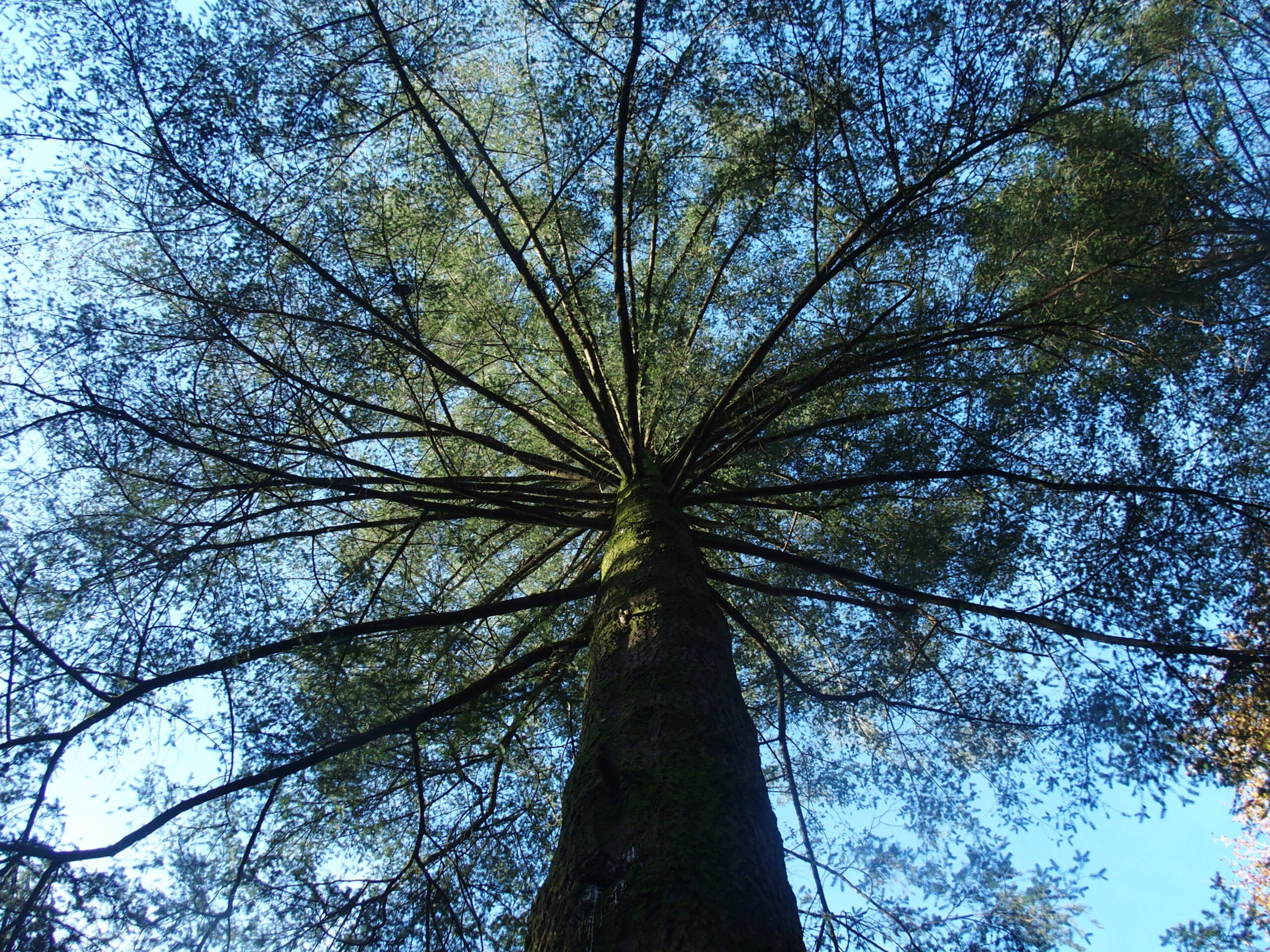 Balade contée "Au pied de l'arbre"
