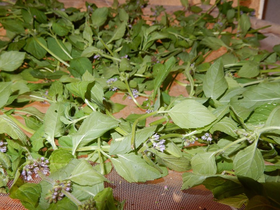 Balade plantes et vitalité