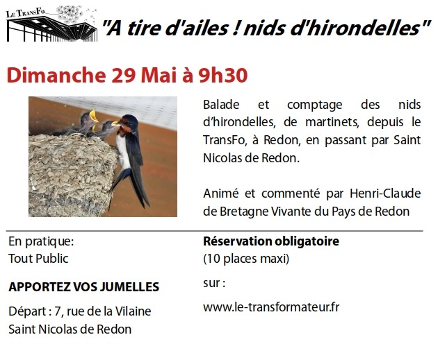 A tire d'ailes, Nids d'hirondelles !