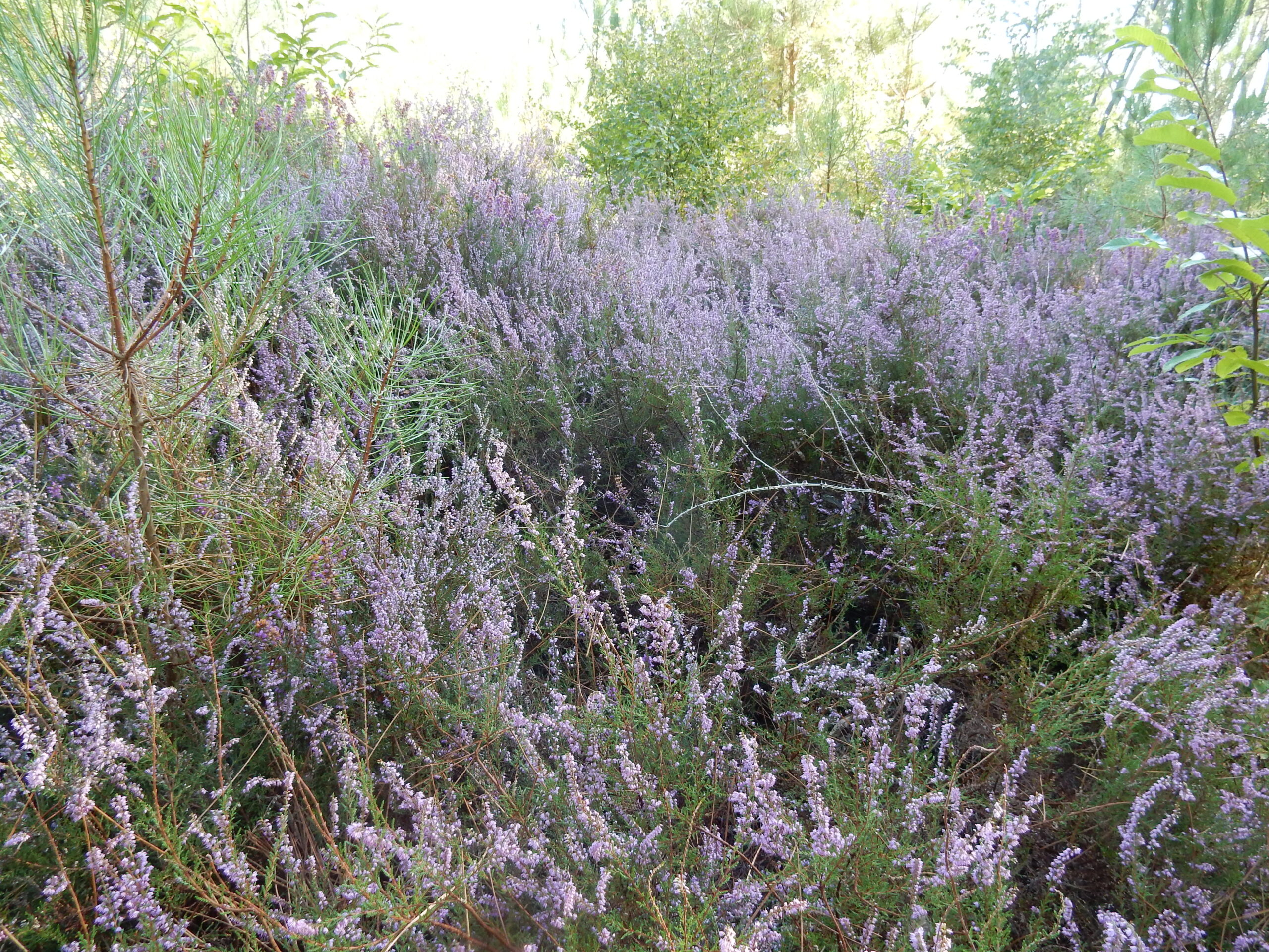 Balade plantes et vitalité