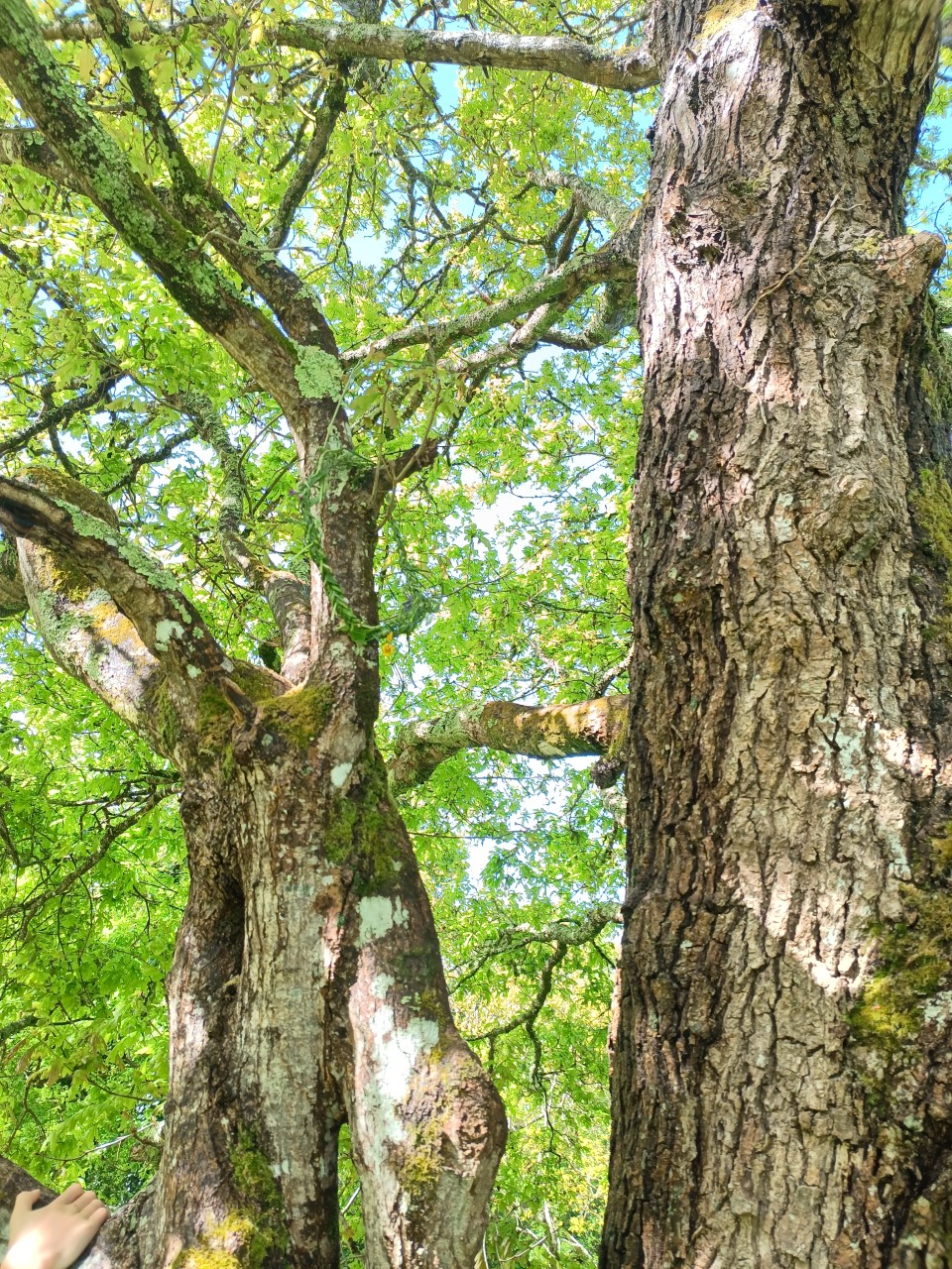Balade plantes et vitalité