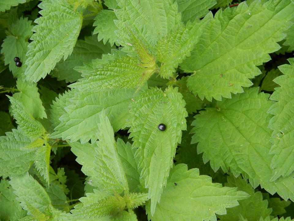 Balade plantes et vitalité
