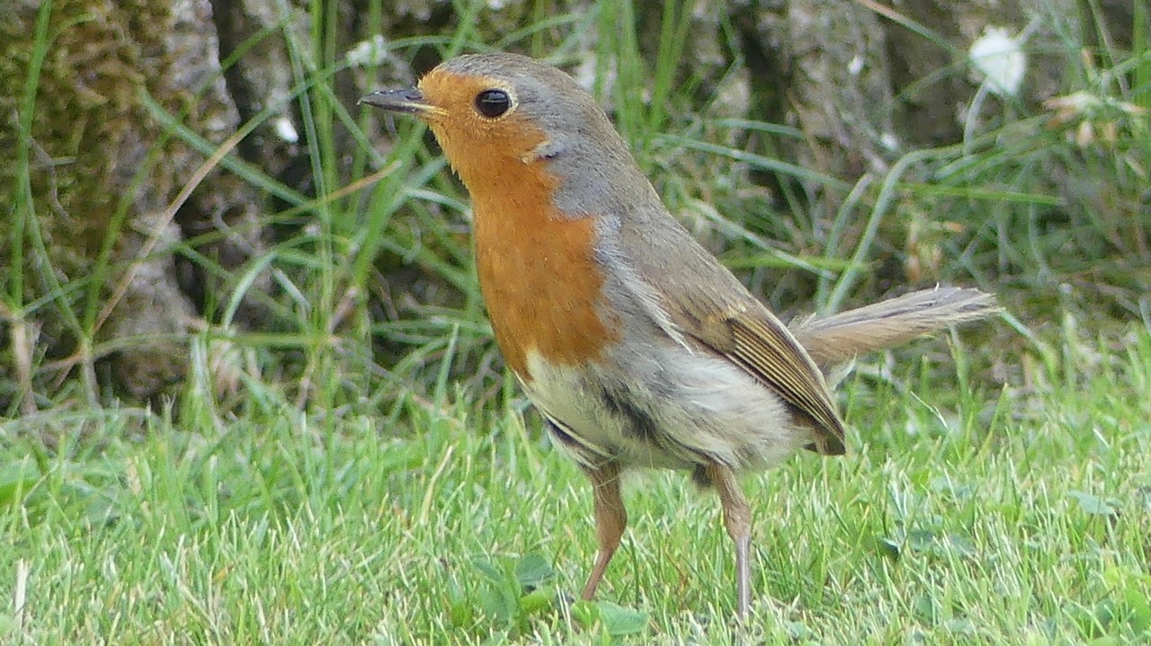 Sortie-découverte des oiseaux