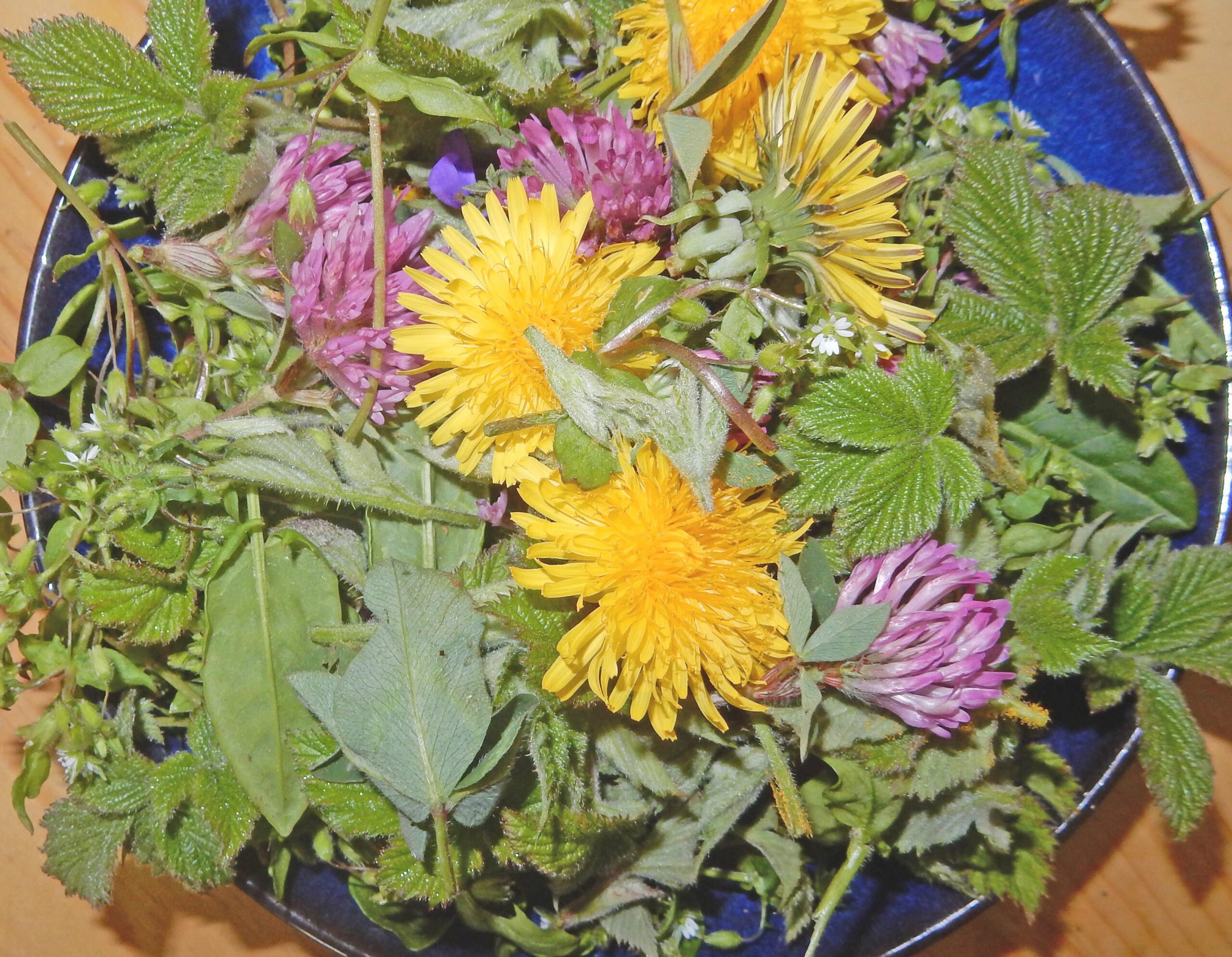 Balade plantes et vitalité