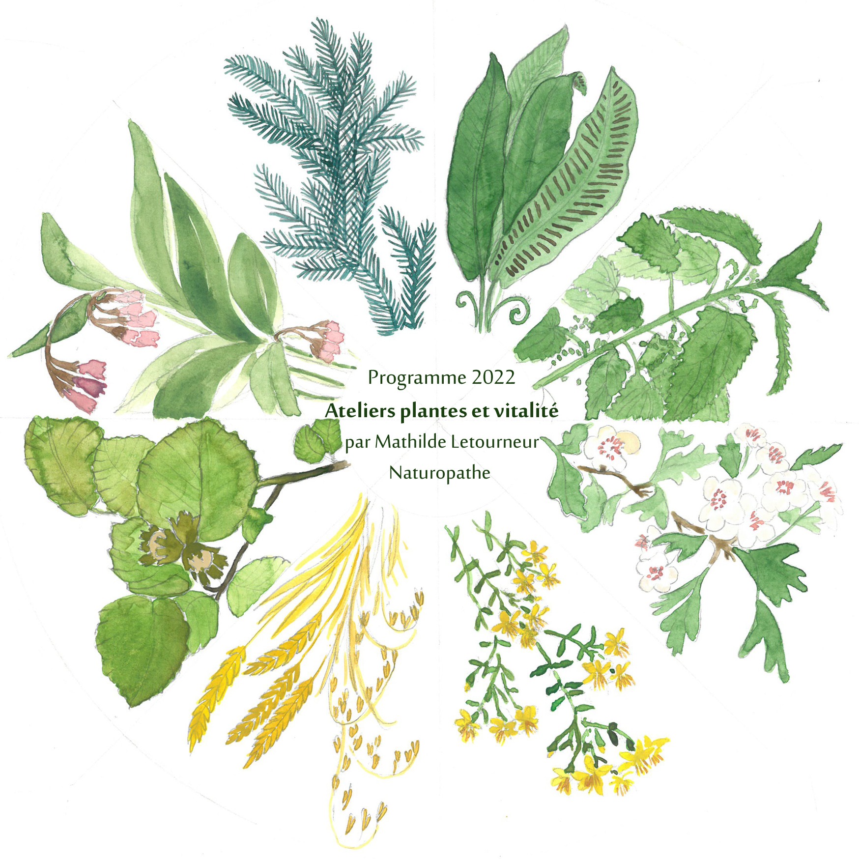 Atelier plantes et vitalité