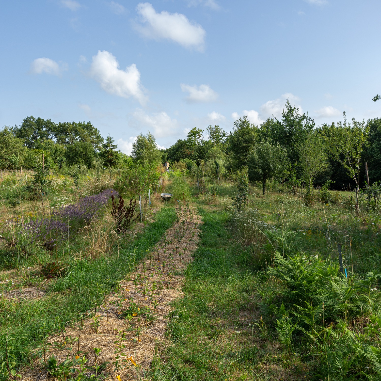 Conférence Jardinée: L'arbre compagnon d'abondance