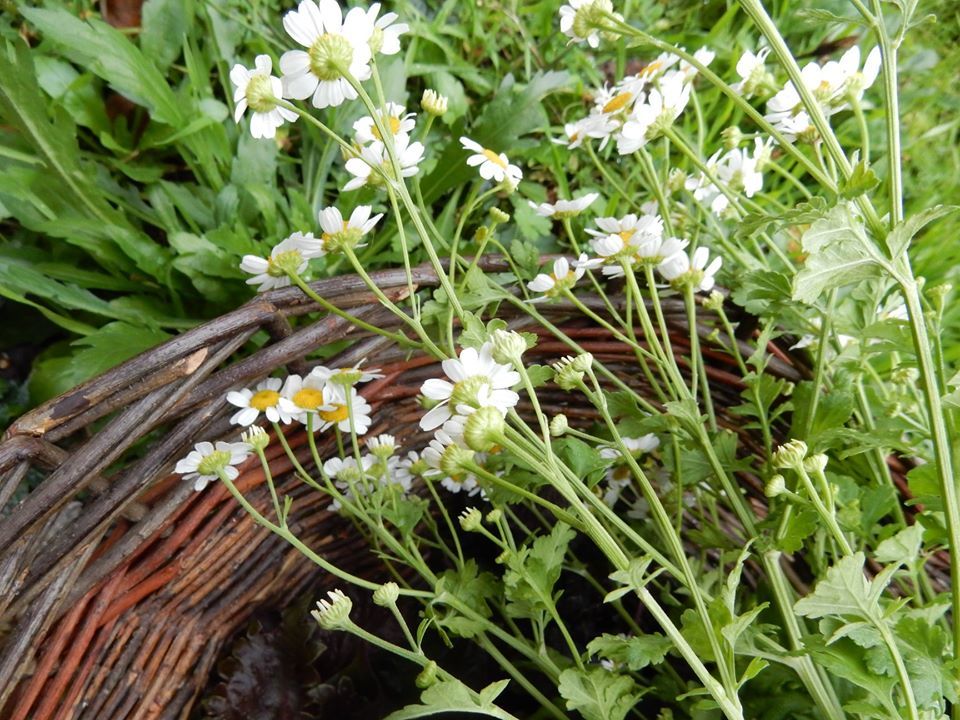 Balade plantes et vitalité : les plantes d'Hildegarde