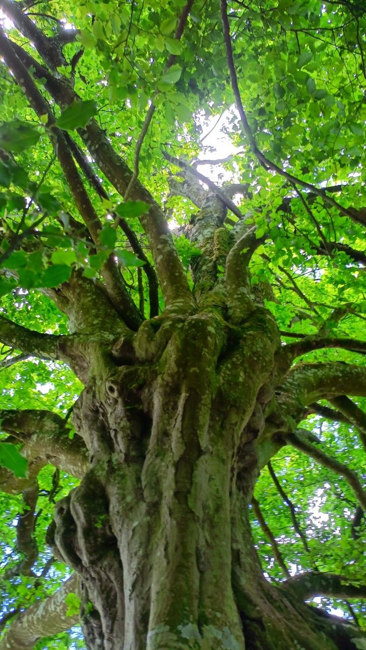 Balade plantes et vitalité