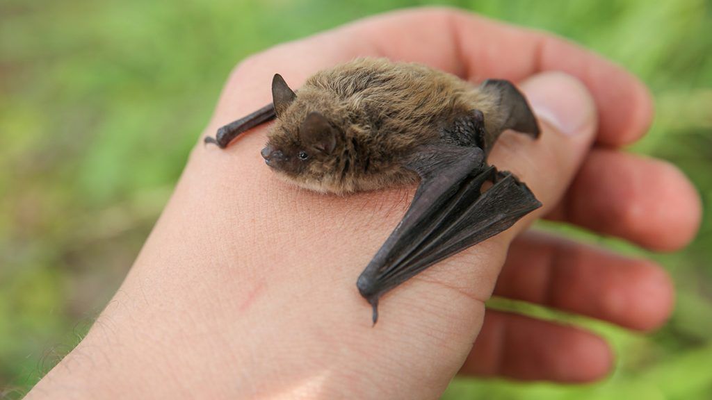 Veillée "A la rencontre des chauves-souris"