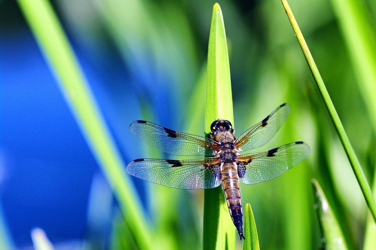 Balade insolite "Libellules et compagnie"