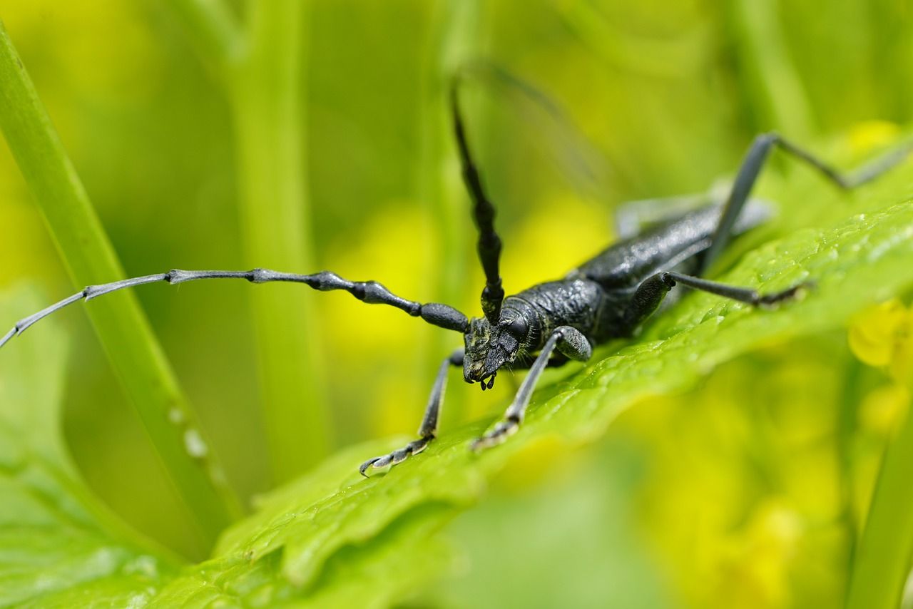 A la découverte des P'tites bêtes de la Vallée du Canut