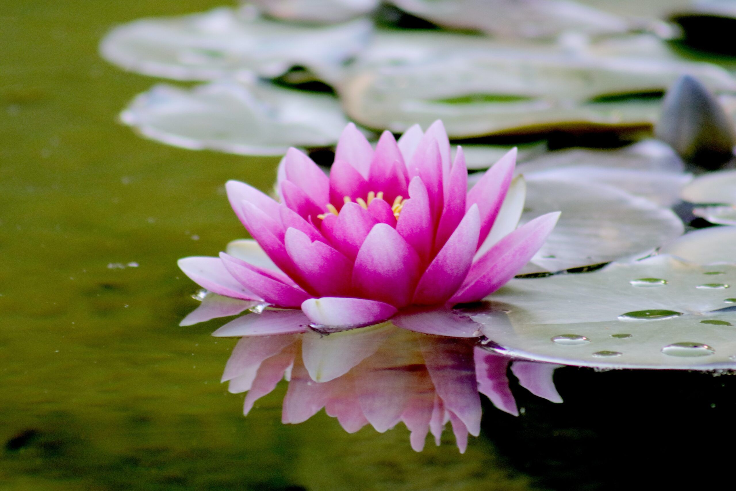 Initiation Hatha et Yin yoga