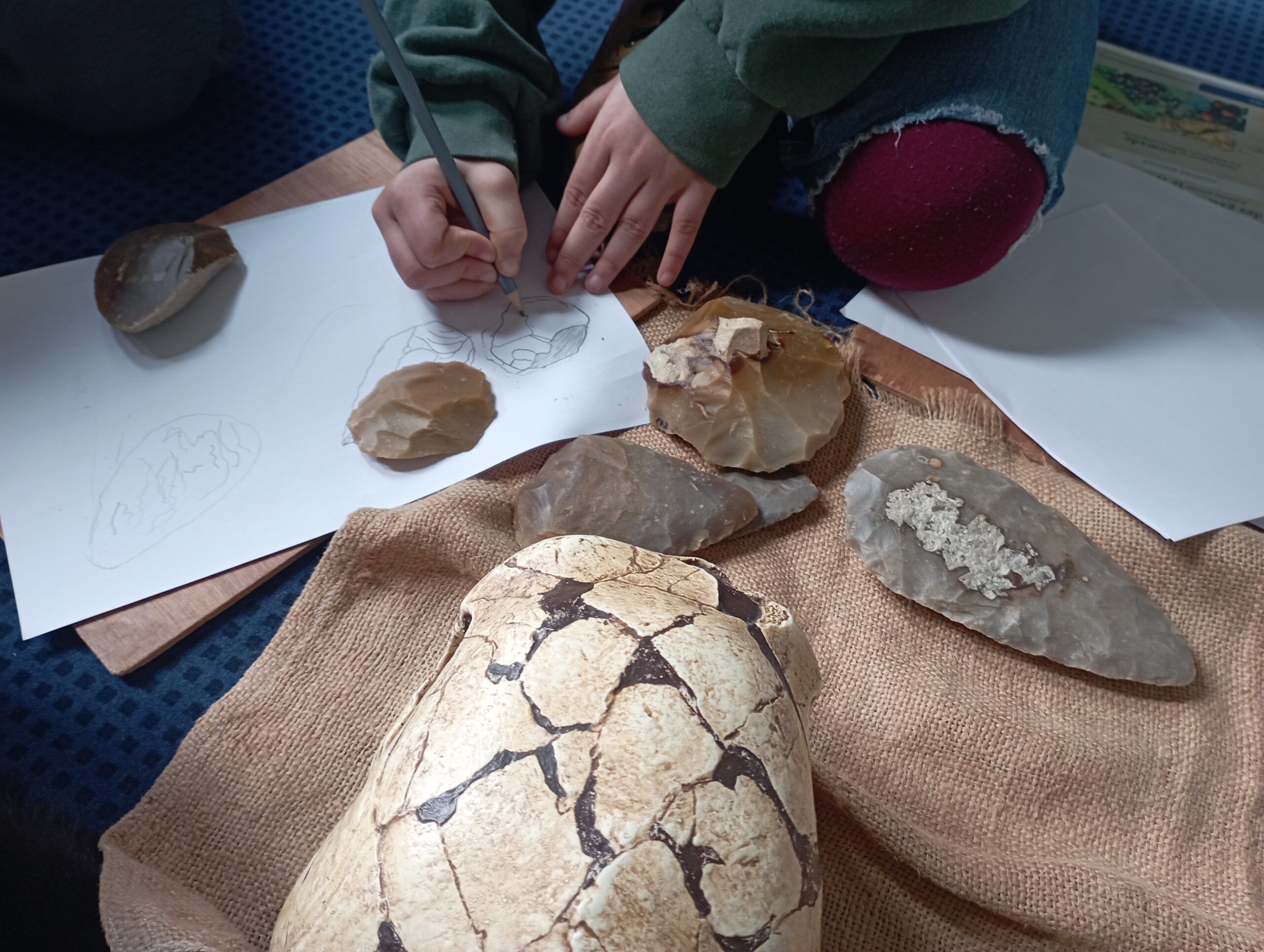 Atelier : enquête aux origines de l'homme