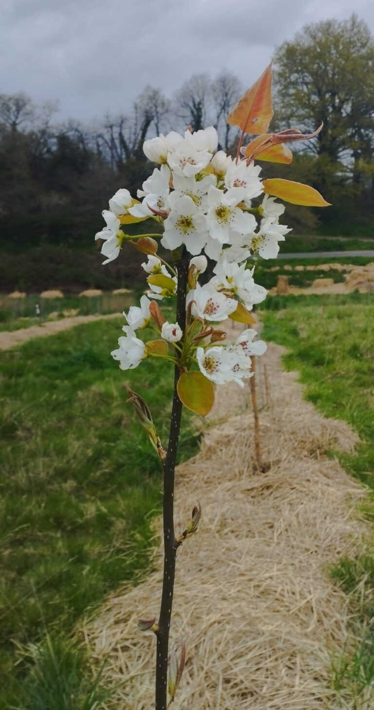 nashi, un poirier asiatique