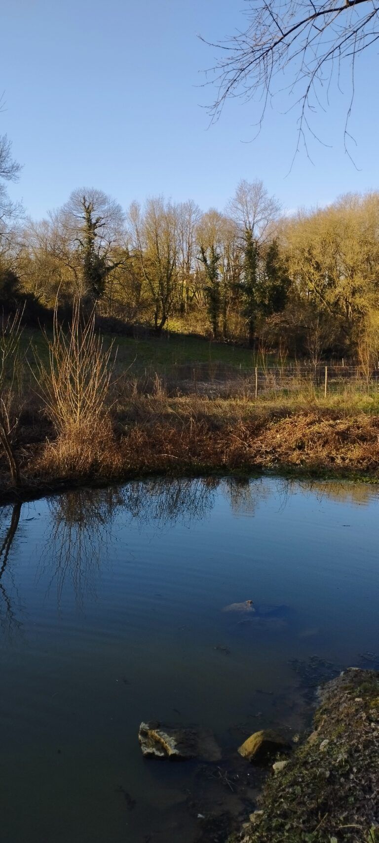 une des 2 mares créées