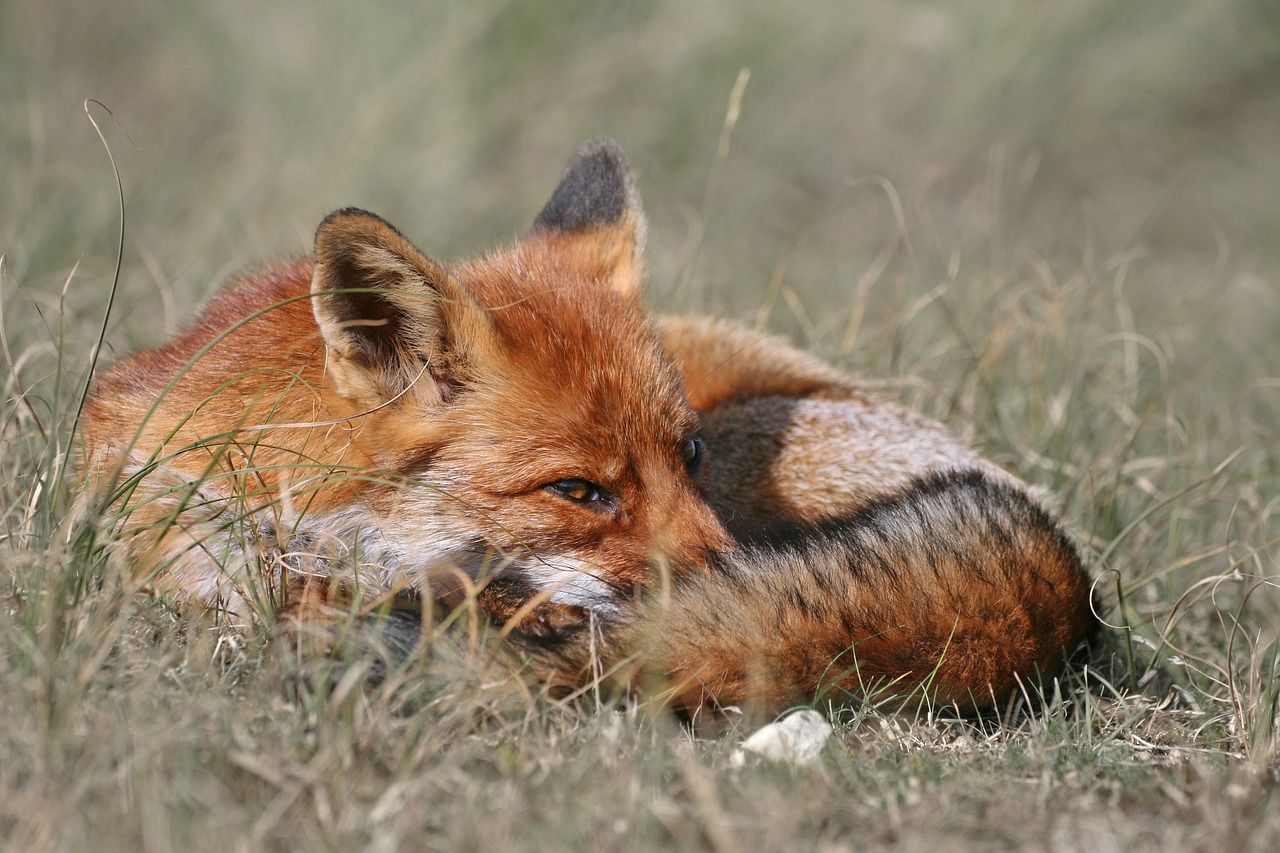 Découverte Rocs de Gascaigne