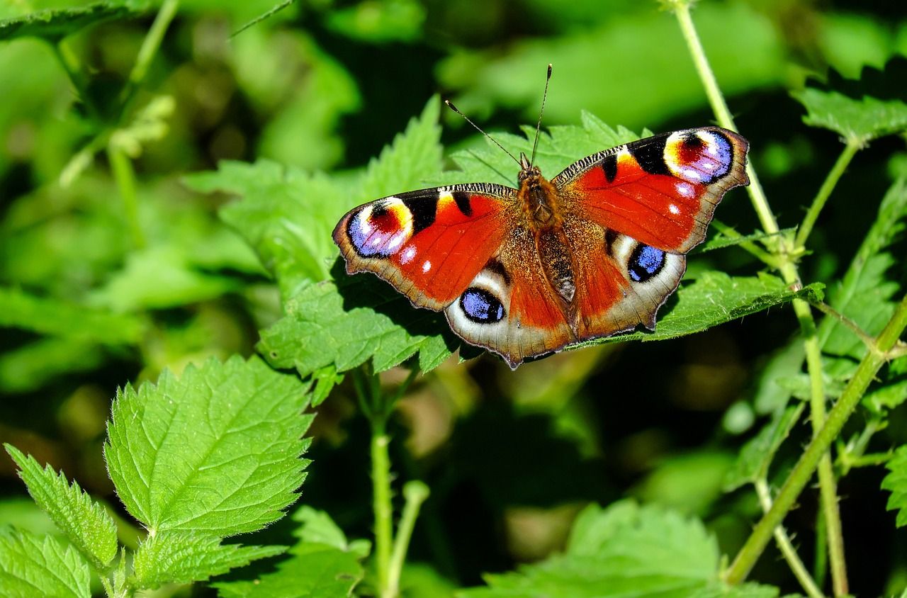 Sortie nature : Papillons et compagnie