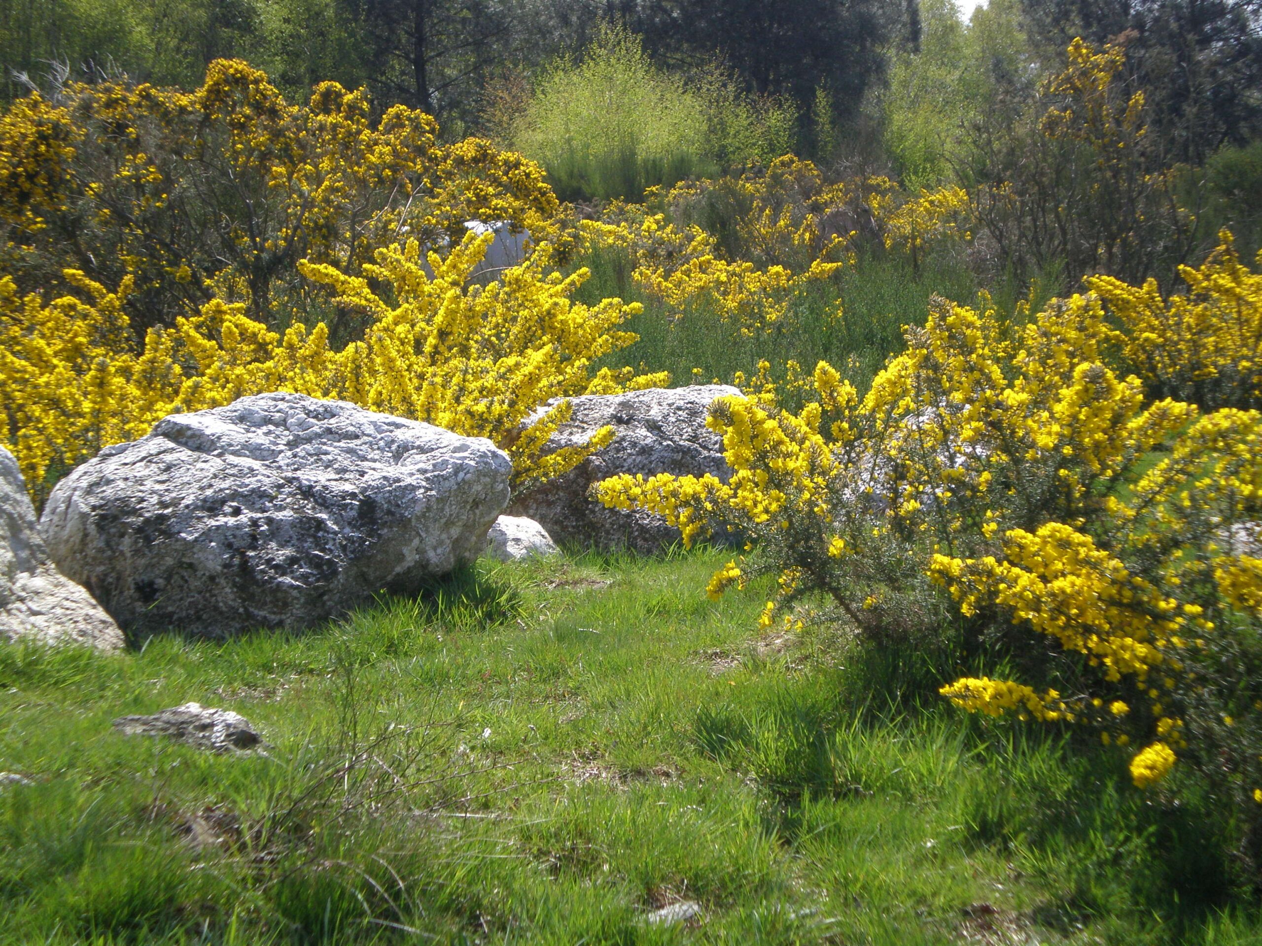 Visite Mégalithes et Paysages Néolithiques