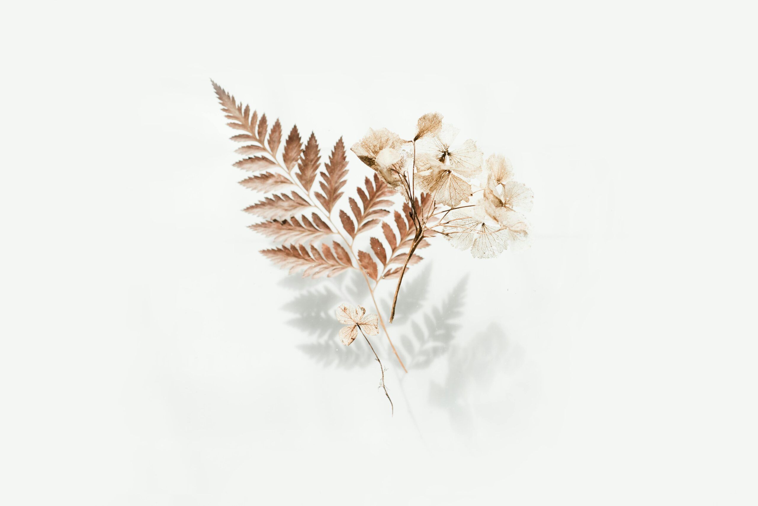 Fleurs séchées